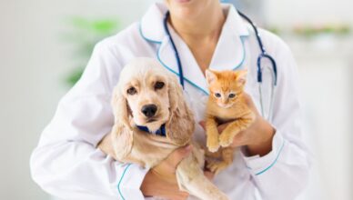 Zwierzęcy internista dla psa i kota – specjalista od wszystkiego