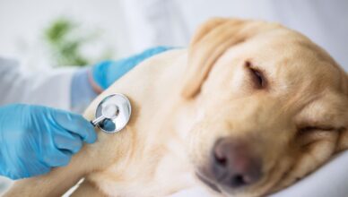Rak płaskonabłonkowy u psa i kota – choroba, predyspozycje i leczenie