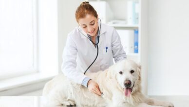 Tłuszczak u psa – predyspozycje, postacie nowotworu i leczenie