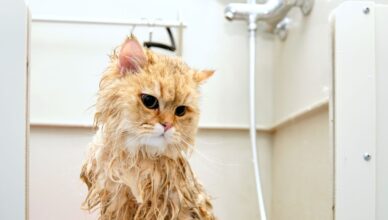 Czy koty można kąpać? Kocia higiena w pigułce