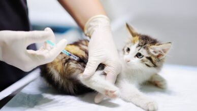 Mięsak poiniekcyjny u kota – czynniki ryzyka, diagnoza i leczenie