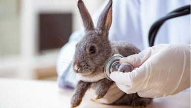 Kastracja królicy – zalety, informacje o zabiegu