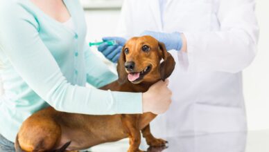 Zespół Cushinga u zwierząt – objawy, przyczyny i leczenie choroby
