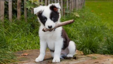 Szczeniak border collie – poradnik dla właścicieli