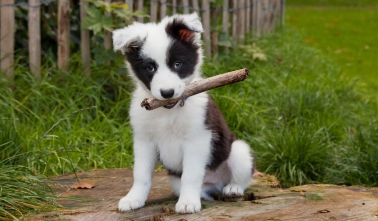 Szczeniak border collie – poradnik dla właścicieli