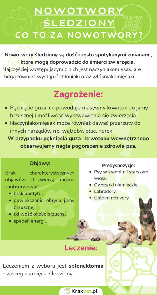 Nowotwory śledziony u psów