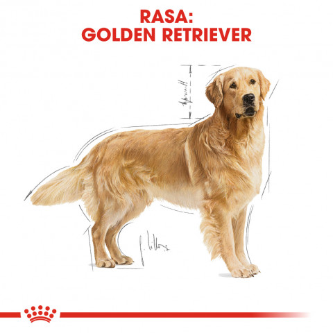 RC-BHN-GoldenRetriever-CV-Eretailkit-1-pl_PL.jpg