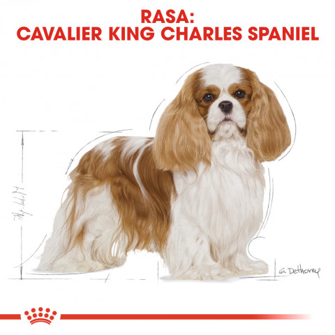 RC-BHN-CavalierKingCharles-CV-Eretailkit-1-pl_PL.jpg