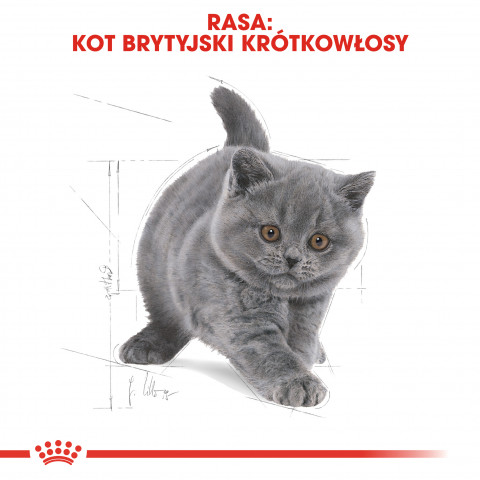 RC-FBN-KittenBritishShorthair-CV5_001_POLAND-POLISH.jpg