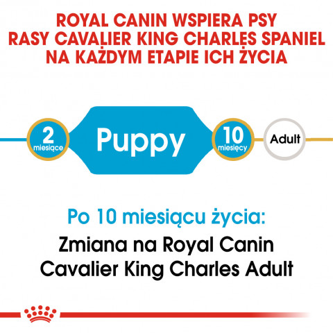 RC-BHN-PuppyCavalierKingCharles-CM-EretailKit-1-pl_PL.jpg