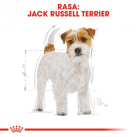 RC-BHN-JackRussell-CV-Eretailkit-1-pl_PL.jpg