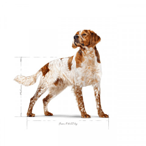 shn24-med-ad-spaniel-standed-emblematic-picture-b1.jpg