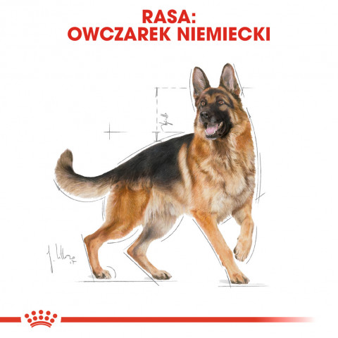 RC-BHN-GermanShepherd-CV-Eretailkit-1-pl_PL.jpg