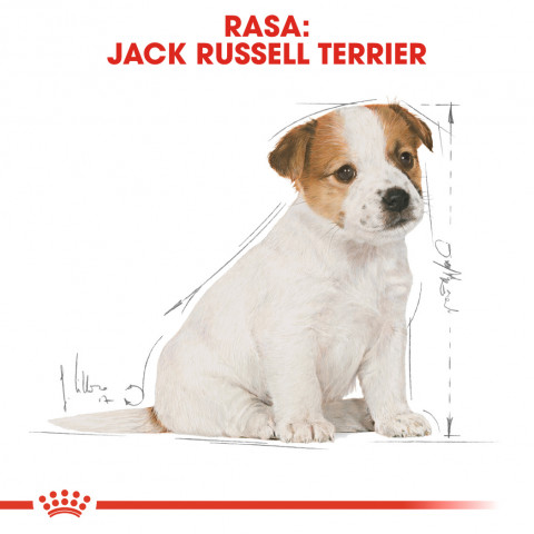 RC-BHN-PuppyJackRussell-CM-EretailKit-4-pl_PL.jpg