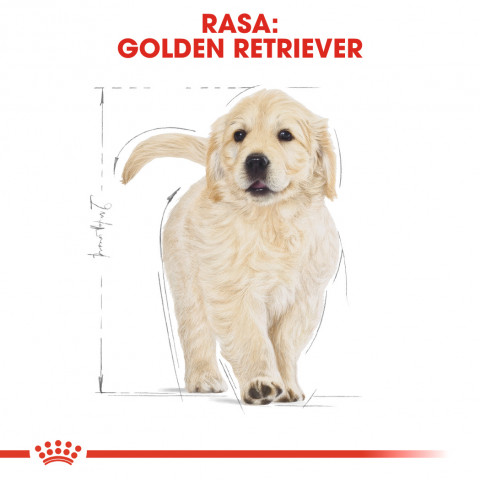 RC-BHN-PuppyGoldenRetriever-CM-EretailKit-4-pl_PL.jpg