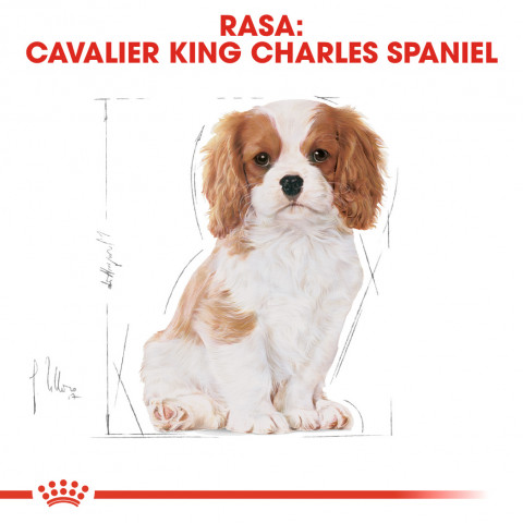 RC-BHN-PuppyCavalierKingCharles-CM-EretailKit-4-pl_PL.jpg