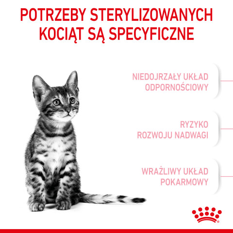 RC-SPT-DRY-KittenSter-CV-2-pl_PL.jpg