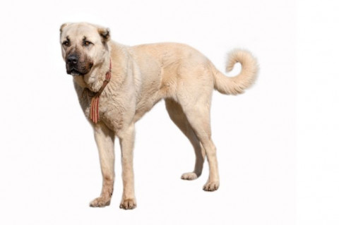 KANGAL