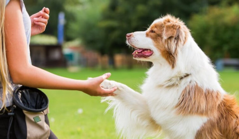 Tresowanie psa. Co warto wiedzieć o psim treningu?