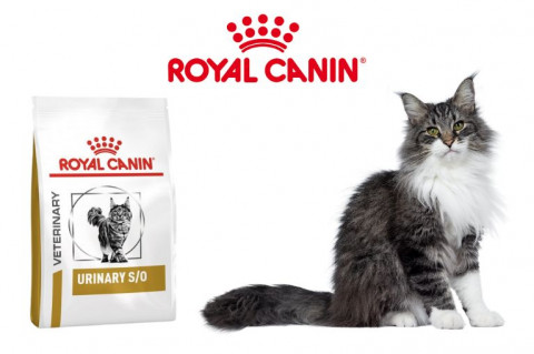 Royal Canin Urinary S/O dla kota - przegląd karm