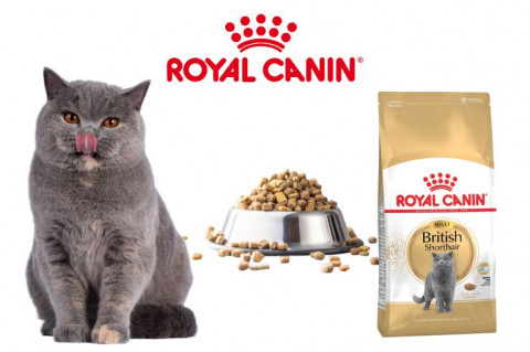 Karma dla kota Royal Canin - Top 10