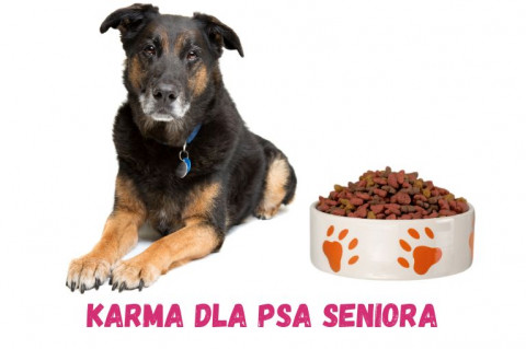 Karma dla psa seniora - ranking [Top 10]