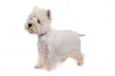 WEST HIGHLAND WHITE TERRIER