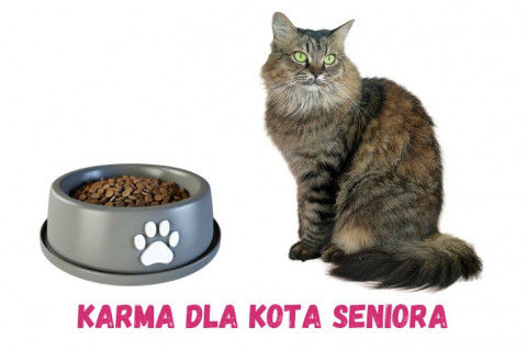 Karma dla kota seniora - ranking [Top 10]