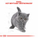 RC-FBN-KittenBritishShorthair-CV5_001_POLAND-POLISH.jpg