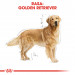 RC-BHN-GoldenRetriever-CV-Eretailkit-1-pl_PL.jpg