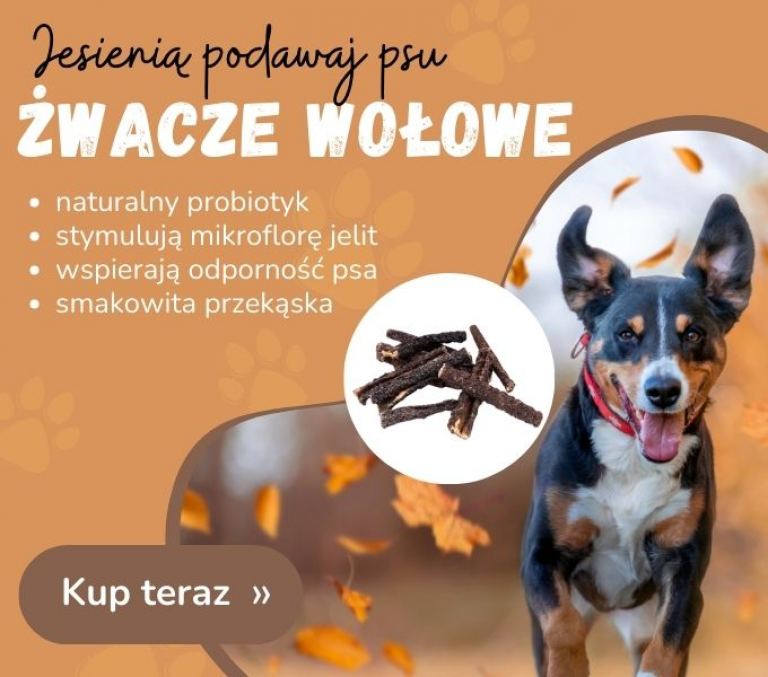 Żwacze wołowe